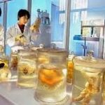 Bioremediasi Chevron