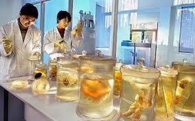 Bioremediasi Chevron