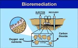 Bioremediasi-skema kerja