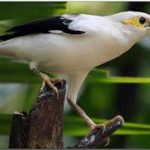 Antam Lepaskan Puluhan Jalak Putih di Gunung Halimun