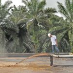 Manfaatkan Biofuel Tekan Impor BBM, Indonesia Butuh 15 Juta Hektare Lahan Sawit