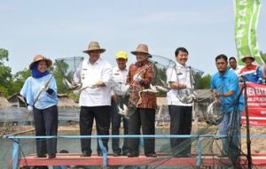 Panen Perdana Pangkalan Susu