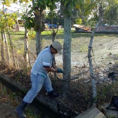 Pohon Listrik Bantu Penerangan Warga Pidie Jaya