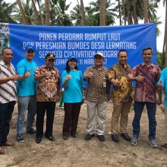 Progam Investasi Sosial Inpex Dukung Peningkatan Produksi Rumput Laut Maluku Tenggara Barat