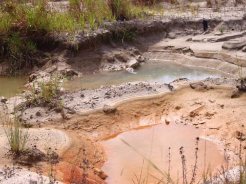 BRIN Kembangkan Bioremediasi untuk Selamatkan Lahan Tambang di Sultra