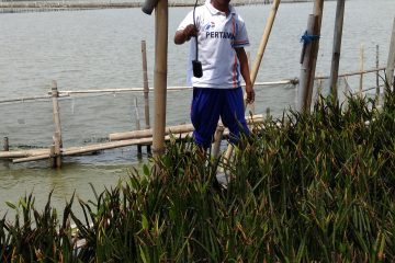 Dukung Pelestarian Lingkungan Tambakrejo, Pertamina Tanam Lagi 6.000 Mangrove