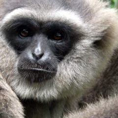 Pertamina EP Ikut Ambil Bagian Lestarikan Owa Jawa