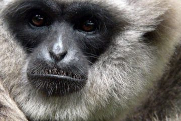 Pertamina EP Ikut Ambil Bagian Lestarikan Owa Jawa