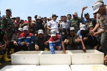 Pertamina EP Rantau Melepasliarkan 433 Tukik Tuntong Laut