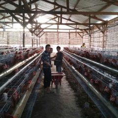 Amman Mineral Dorong Kemandirian Ekonomi Berkelanjutan Masyarakat Sekitar Tambang