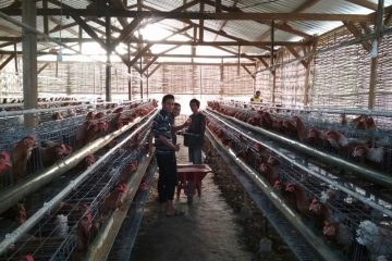 Amman Mineral Dorong Kemandirian Ekonomi Berkelanjutan Masyarakat Sekitar Tambang