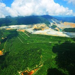 Amman Mineral Target Tingkatkan Areal Reklamasi Tambang Batu Hijau