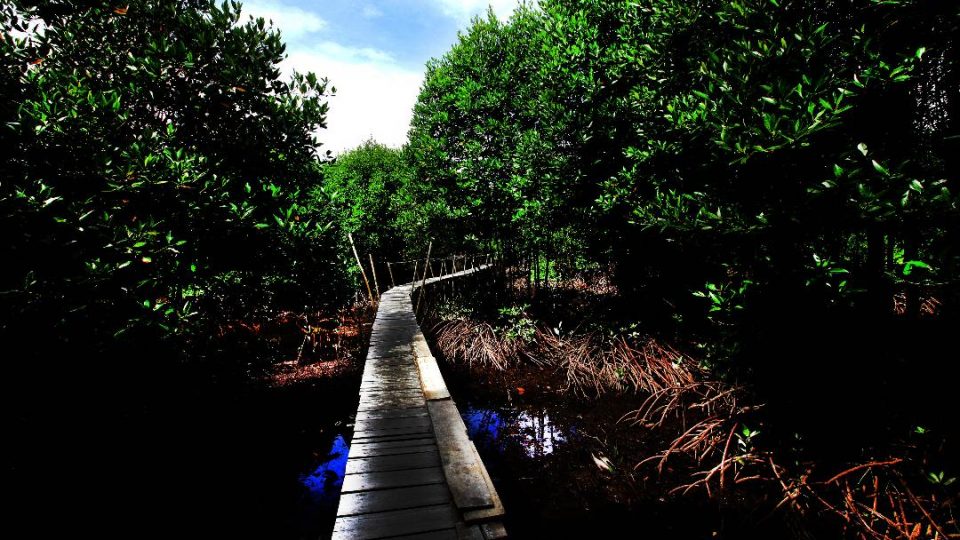 KLHK Sebut Pelepasan Kawasan Hutan 91% Terjadi Sebelum Era Jokowi