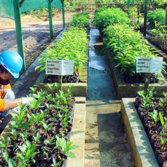 Hanya Jadi Alat Politik, Kewajiban CSR Perusahaan Tambang Diusulkan Diganti Sovereign Wealth Funds