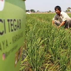 Leci Tegar, Transformasi Tanam Padi Organik Petani Desa Cilamaya
