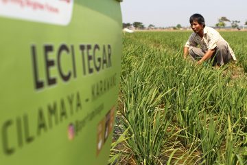 Leci Tegar, Transformasi Tanam Padi Organik Petani Desa Cilamaya