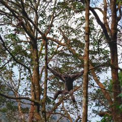Ikhtiar Kembalikan Owa Jawa di Tanah Kelahirannya