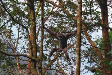 Ikhtiar Kembalikan Owa Jawa di Tanah Kelahirannya