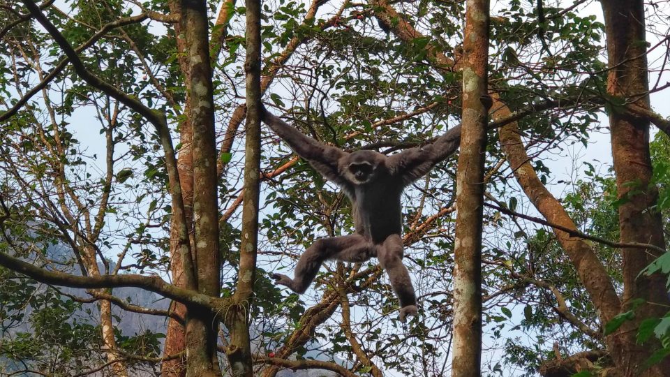 Ikhtiar Kembalikan Owa Jawa di Tanah Kelahirannya