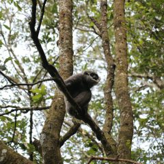 KLHK Perbaiki Tata Kelola Hutan Alam Primer dan Lahan Gambut