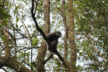 KLHK Perbaiki Tata Kelola Hutan Alam Primer dan Lahan Gambut