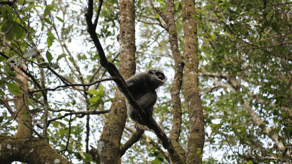 KLHK Perbaiki Tata Kelola Hutan Alam Primer dan Lahan Gambut