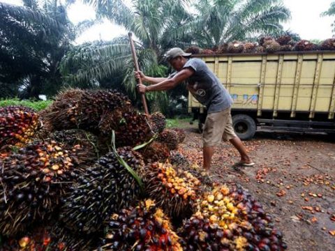 Pemerintah Kaji Pemberlakukan DMO CPO Demi Muluskan Program B50
