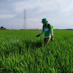 Gapoktan Binaan Pertagas Ekspansi 14 Hektar Lahan Pertanian Ramah Lingkungan