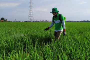 Gapoktan Binaan Pertagas Ekspansi 14 Hektar Lahan Pertanian Ramah Lingkungan