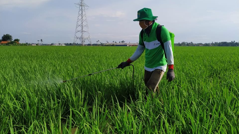 Gapoktan Binaan Pertagas Ekspansi 14 Hektar Lahan Pertanian Ramah Lingkungan