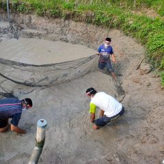 Kelompok Binaan Pertagas Prabumulih Panen Budidaya Ikan Patin