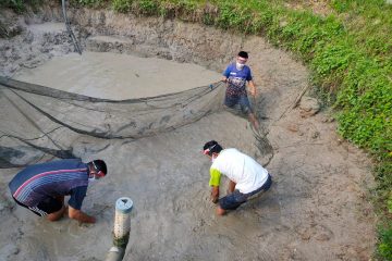 Kelompok Binaan Pertagas Prabumulih Panen Budidaya Ikan Patin