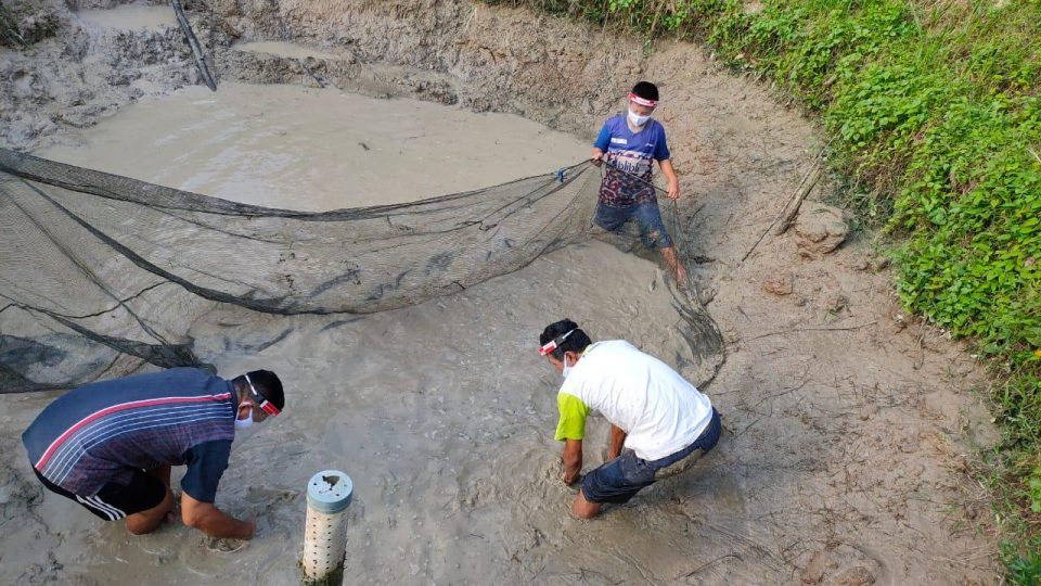 Kelompok Binaan Pertagas Prabumulih Panen Budidaya Ikan Patin