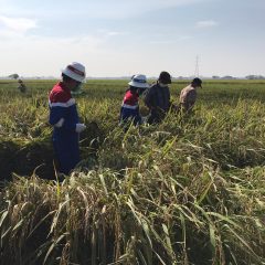 Gapoktan Saluyu Binaan Pertagas West Java Panen Padi Organik