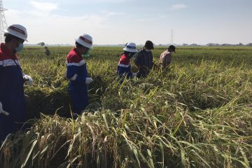 Gapoktan Saluyu Binaan Pertagas West Java Panen Padi Organik