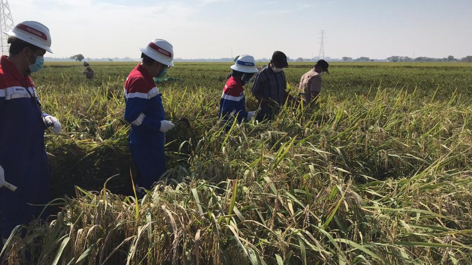 Gapoktan Saluyu Binaan Pertagas West Java Panen Padi Organik