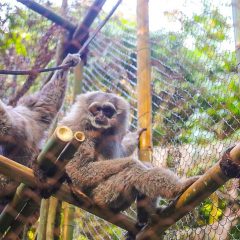 Semangat Melestarikan Owa Jawa Tak Pernah Pudar