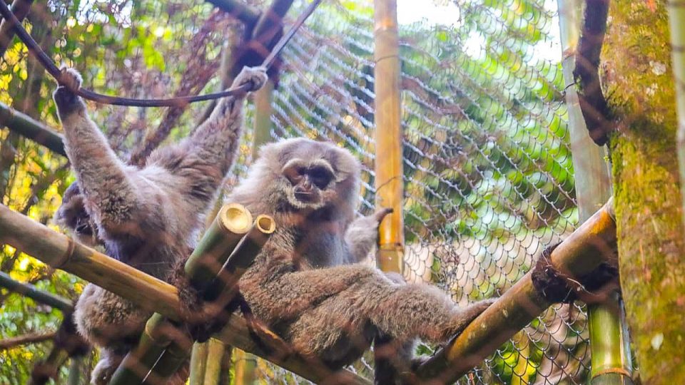 Semangat Melestarikan Owa Jawa Tak Pernah Pudar