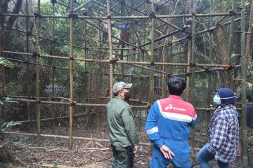 Keren! Produksi Minyak Naik, Pertamina EP Subang Komitmen Lestarikan Satwa Langka