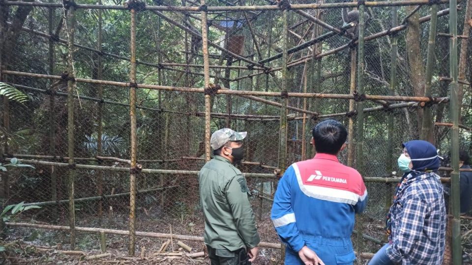 Keren! Produksi Minyak Naik, Pertamina EP Subang Komitmen Lestarikan Satwa Langka