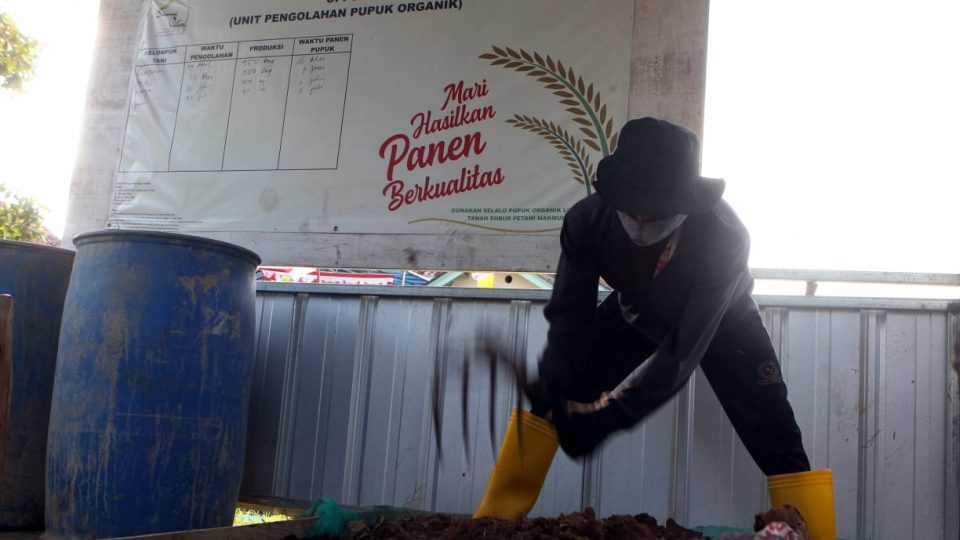 Padi Organik Menuju Ekonomi Lebih Baik