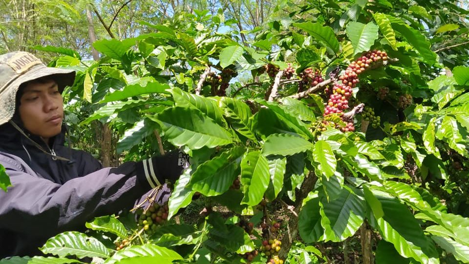 Bersama Kopi Merajut Mimpi Selangit