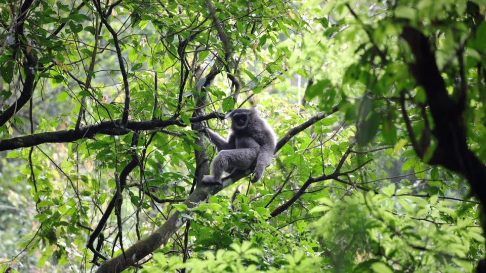 Pertamina EP Asset 3 Subang Field  Lepasliarkan Enam Owa Jawa