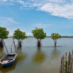 Gencarkan Penanaman Mangrove, KLHK Pacu Stimulus Ekonomi Rakyat