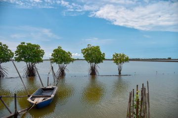 Gencarkan Penanaman Mangrove, KLHK Pacu Stimulus Ekonomi Rakyat