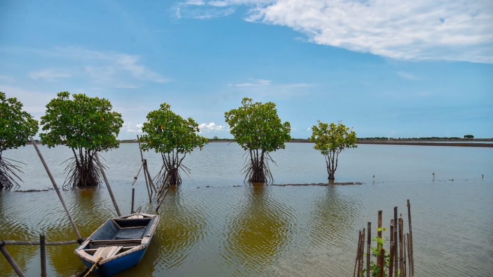 Gencarkan Penanaman Mangrove, KLHK Pacu Stimulus Ekonomi Rakyat