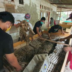 Manfaatkan Momentum Banyak Pemelihara Burung Kicau, Mitra Binaan Pertagas Budidaya Jangkrik