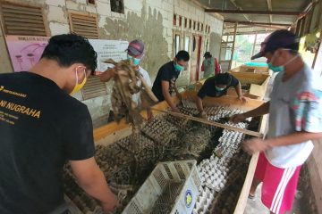 Manfaatkan Momentum Banyak Pemelihara Burung Kicau, Mitra Binaan Pertagas Budidaya Jangkrik