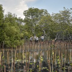Ekosistem Mangrove Pacu Penurunan 10%–31% Emisi Tahunan