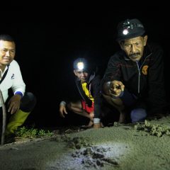 Lestarikan Lingkungan dan Keanekaragaman Hayati, PEP Asset 1 Rantau Field Selamatkan Telur Tuntong